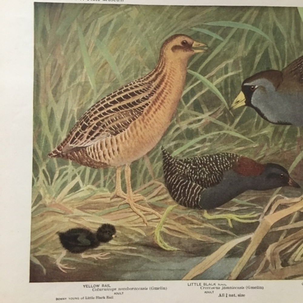 🖤 5 / $ 25 Antique Ornithological Bird Print Original - Picture 9 of 15